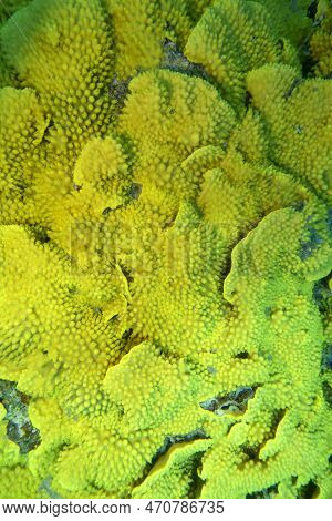 Colorful, Picturesque Coral Reef At The Bottom Of Tropical Sea, Yellow Salad Coral (turbinaria Mesen