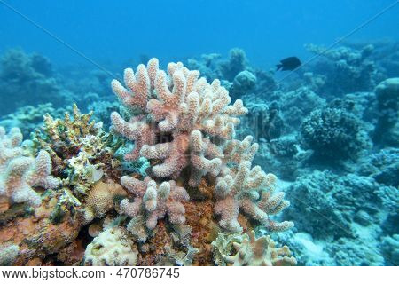 Colorful, Picturesque Coral Reef At Bottom Of Tropical Sea, Yellow Porites Porites Coral, Underwater