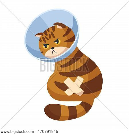 Angry Red Tabby Cat With A Band-aid In A Veterinary Cone Collar. Concept Illustration Of Providing F