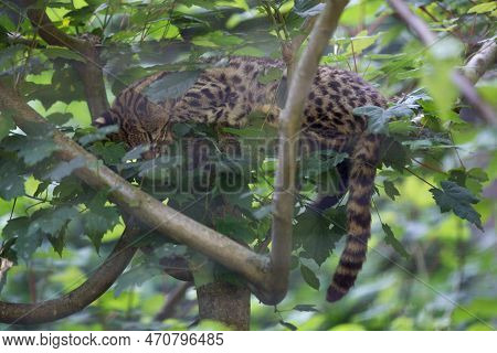 Close-up On A Geoffroy's Cat Sleeping Peacefully In A Tree.