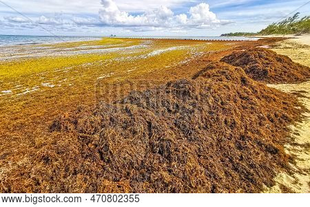 Beautiful Caribbean Beach Totally Filthy Dirty Nasty Seaweed Problem Mexico.