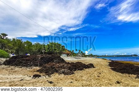 Beautiful Caribbean Beach Totally Filthy Dirty Nasty Seaweed Problem Mexico.