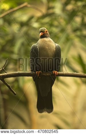 The Pink-necked Green Pigeon (treron Vernans) In Zoo.