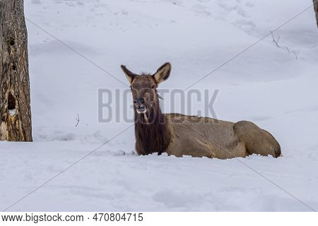 A Female Northamerican Elk In A Forest In Ontario, Canada At A Cold Day In Winter.