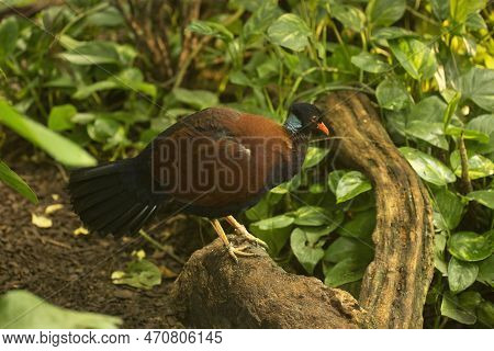 The Pheasant Pigeon (otidiphaps Nobilis) In Zoo.
