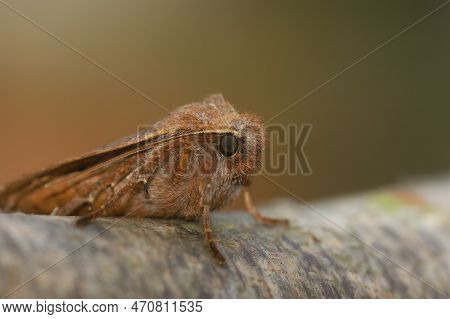 Natural Frontal Closeup On A Chestnut Owlet Moth, Conistra Vaccinii Sitting On A Twig