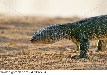 Mangrove Monitor Image & Photo (Free Trial) | Bigstock