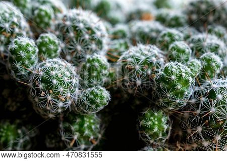 Mammillaria Or Pincushion Cactus. Deset Plant, Close-up Photo.