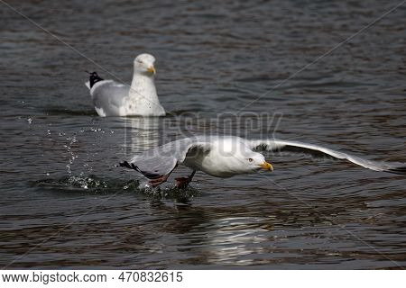The Herring Gull (larus Argentatus) In Flight