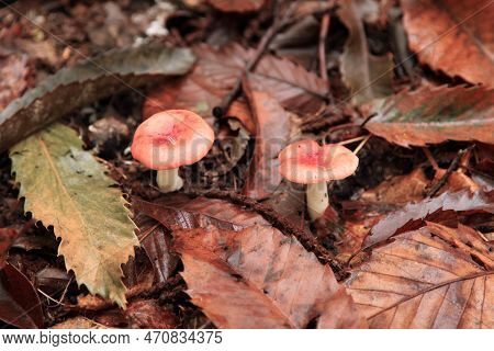 Close-up On Russula Rosea Growing In The Wood.
