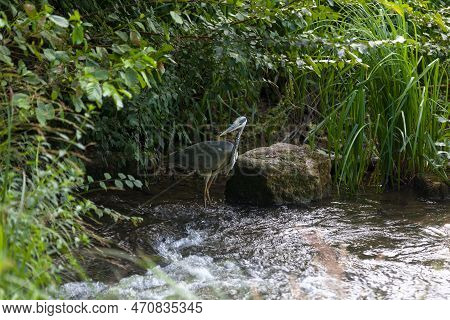 Grey Heron Fishing In The Etangs De Commelles (hauts-de-france).