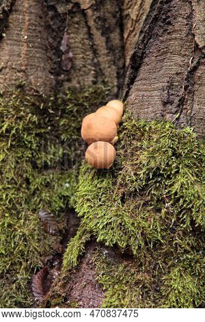 Close-up On A Groening's Slime (lycogala Epidendrum) Growing On A Tree Trunk In The Woods.