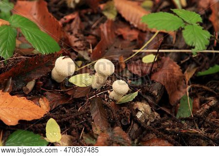 Close-up On A Devil's Snuff-box (lycoperdon Perlatum) Growing In The Woods.