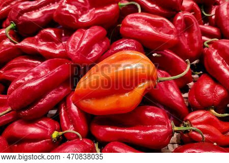 Stack Of Red Habanero Close-up On A Stack Of Red Habanero Chilis (capsicum Chinense) On A Market Sta