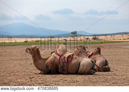 Two Bactrian Camels In Elsen Tasarkhai, Nicknamed 