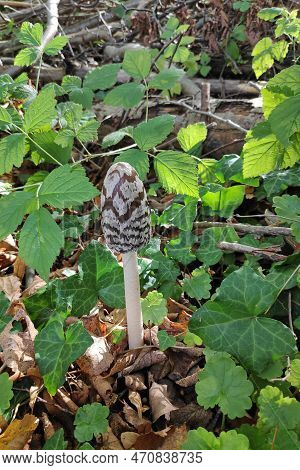 Coprinopsis Picacea Is A Species Of Fungus In The Psathyrellaceae. It Is Commonly Called Magpie Fung