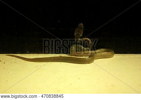 Lycodon Aulicus, Commonly Known As The Indian Wolf Snake, Is A Species Of Nonvenomous Snake Found In
