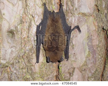 Pipistrelle flagermus på et træ