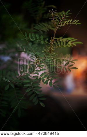Nature Background, Indigofera Tree, Indigo (karm) In The Garden
