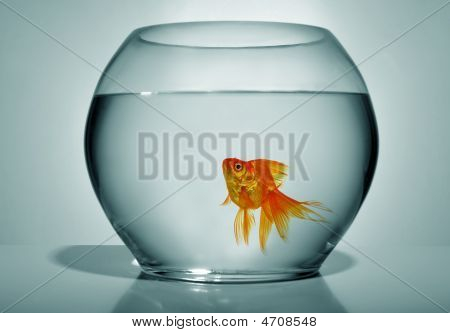 ปลาในชาม