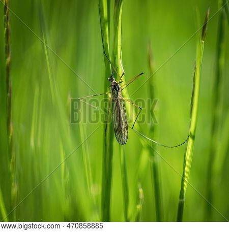 Mosquito Closeup Animals Wildlife Spring Insects Saarland