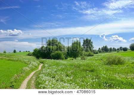 Summer meadow