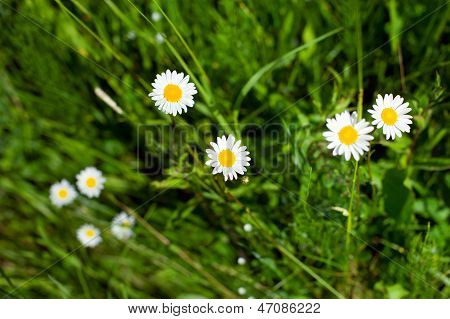 White camomiles on a meadow