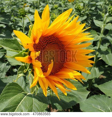 The Helianthus Sunflower Is A Genus Of Plants In The Asteraceae Family. Annual Sunflower And Tuberou