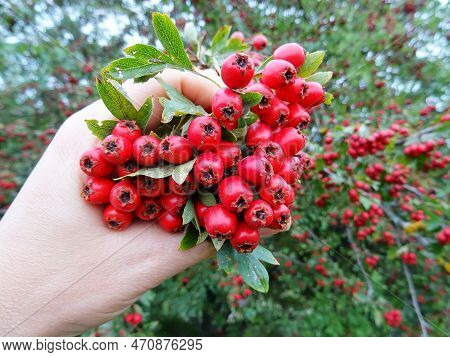 Wild Hawthorn Berries In Natural Conditions, A Medicinal Plant, Harvesting Berries