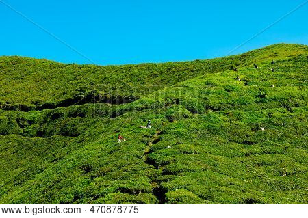 Boh Tea Centre, Cameron Highlands, Malaysia - 2023: The Tea Harvesters Of The Boh Tea Centre Are Res