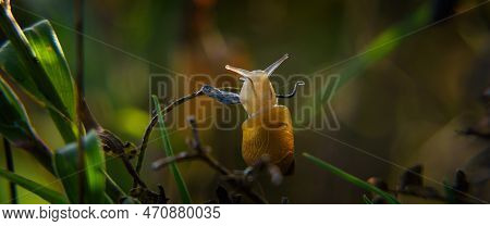 Snail - Small Animal On Meadow Plants
