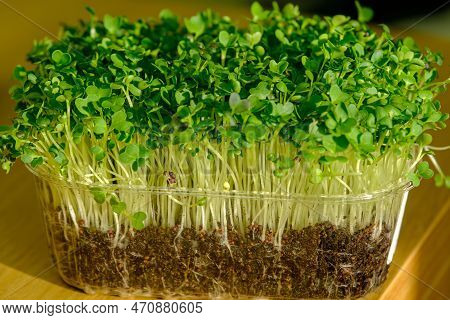 Freshly Sprouted Micro-lettuce. Growing Watercress Lettuce Sprouts. Micro Greens Healthy Food. Vegan