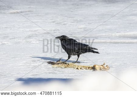 The American Crow (corvus Brachyrhynchos) Eating The Rest Of The Fish