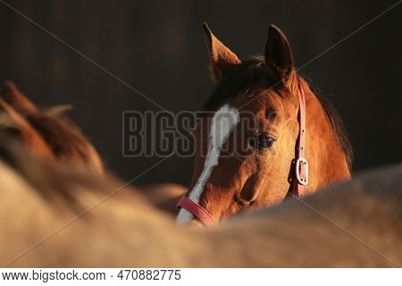 Horses sunrise sunset Nature background animal Nature background animal Nature colt foal pony Nature background animal Nature pet Horse animal Nature pet Nature pastrure Nature background pet animal Nature pet Nature stallion Nature mare Nature background