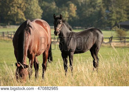 Horses sunrise sunset Nature background animal Nature background animal Nature colt foal pony Nature background animal Nature pet Horse animal Nature pet Nature pastrure Nature background pet animal Nature pet Nature stallion Nature mare Nature background