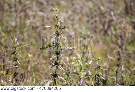 Hygrophila Auriculata Or Kokilaksha Plant With Leaves With Selective Focus, Also Known As Gokulakant