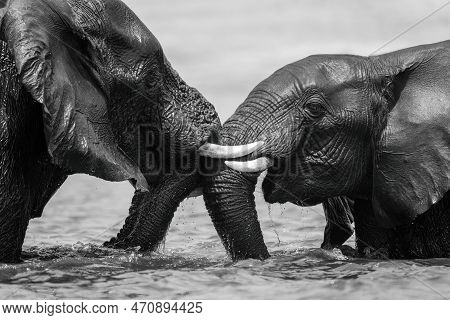 Mono Close-up Of Elephants Wrestling In River