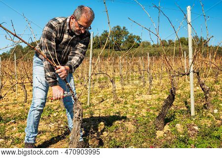 Farmer Pruning The Vine In Winter. Agriculture.