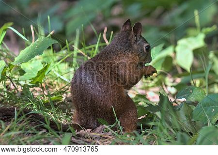 A Bright Fiery Red Squirrel Firmly Holds The Nut With Its Front Paws. Side View. Against The Backgro