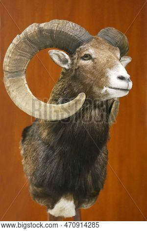 Hunting Trophy Taxidermy Detail Objects