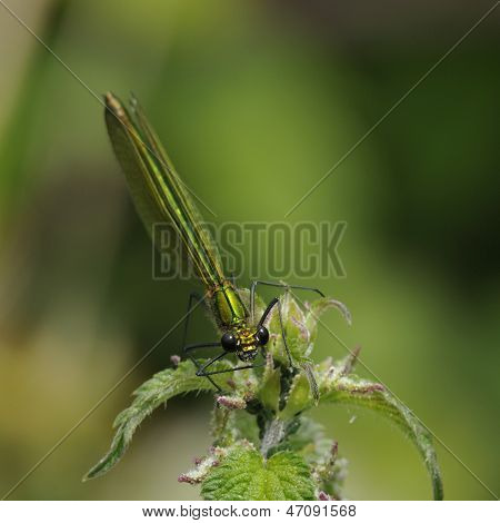 Banded Demoiselle femminile