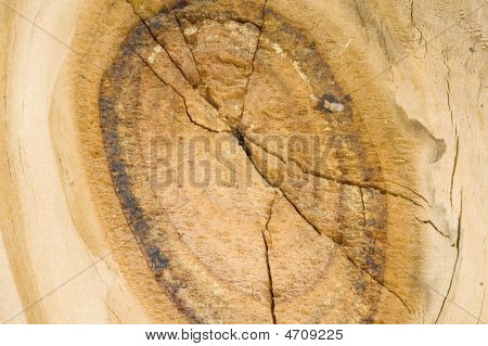 Section Wooden Fence Knot