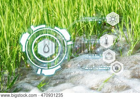 Smart Farm, Watering Nature Rice Field Rice Paddy