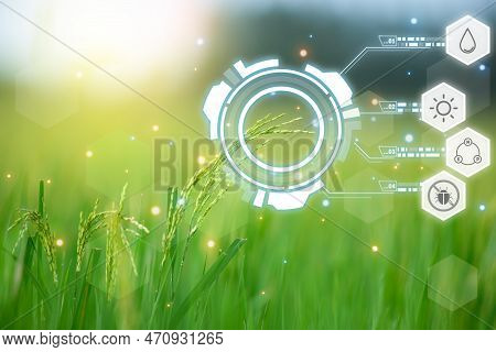 Smart Farm, Nature Of Rice Field On Rice Paddy