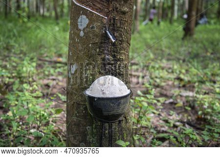 A Rubber Tree Plantation Near The Town Of Bang Saphan In The Province Of Prachuap Khiri Khan In Thai