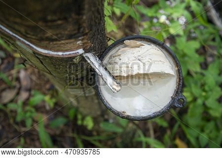 Thailand Prachuap Bang Saphan Rubber Tree