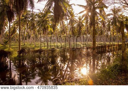 Thailand Prachuap Bang Saphan Coconut