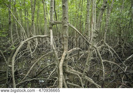 Thailand Prachuap Hua Hin Pranburi Mangroves
