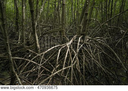 Thailand Prachuap Hua Hin Pranburi Mangroves