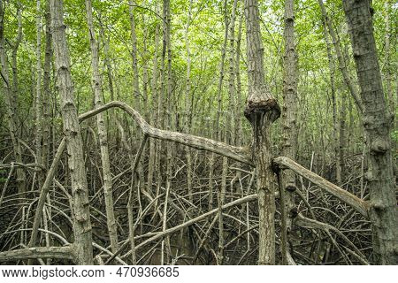 Thailand Prachuap Hua Hin Pranburi Mangroves